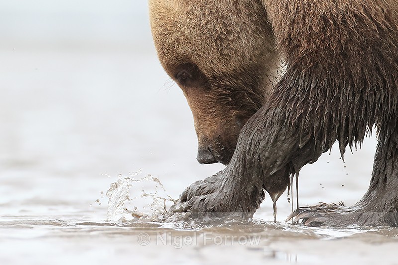 Grizzly Bear uncovers spouting clam, Silver Salmon Creek, Alaska - Brown Bear