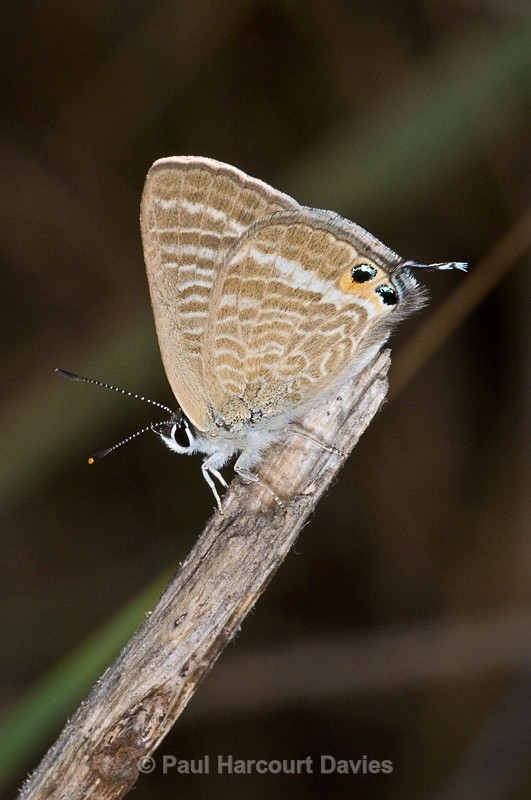  - Bugs: Butterflies