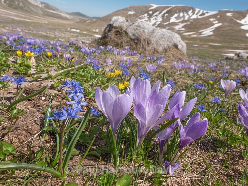 Neapolitan Crocus (Crocus neapolitanus) formerly Crocus vernus ) with Alpine squill (Scilla bifolia) - Plants in the Landscape