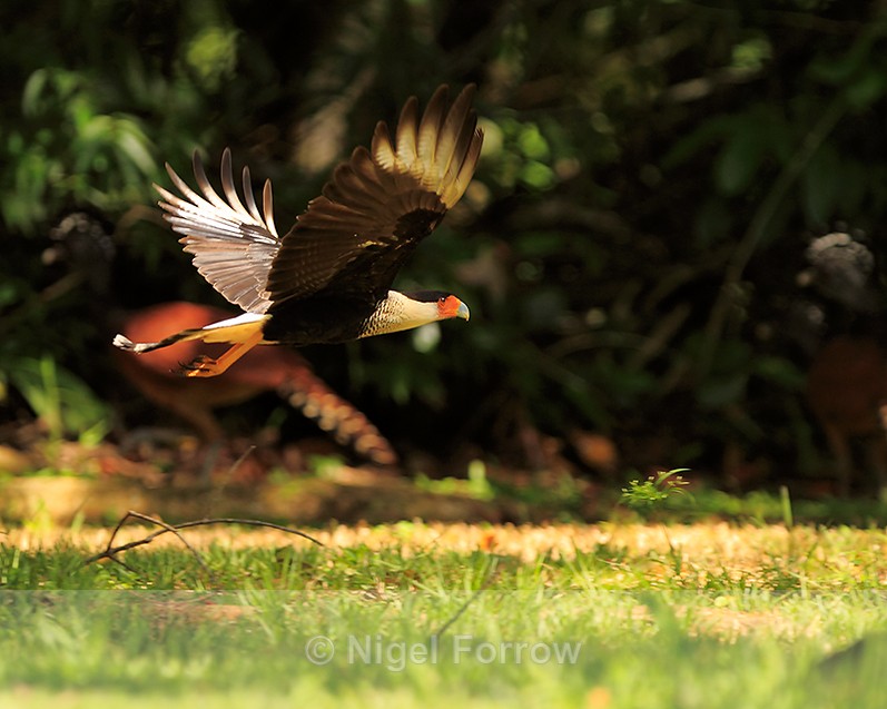 Crested Caracara takes off, Bosque del Cabo, Costa Rica - Crested Caracara