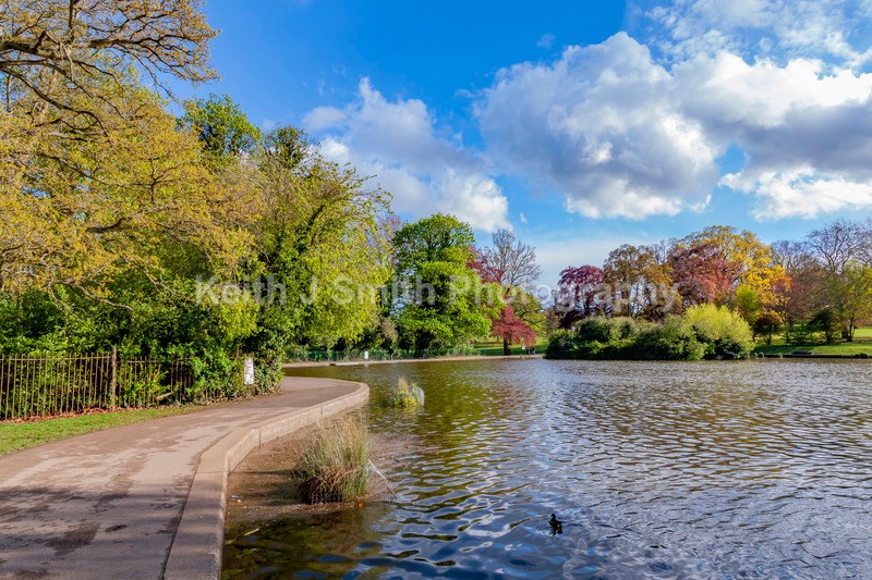 1SKJ0438 - Trees in Abington Park