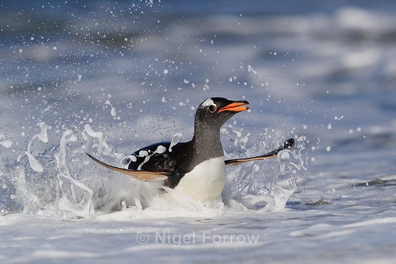 Gentoo Penguin emerges from sea, Sea Lion Island, The Falkland Islands - Gentoo Penguin