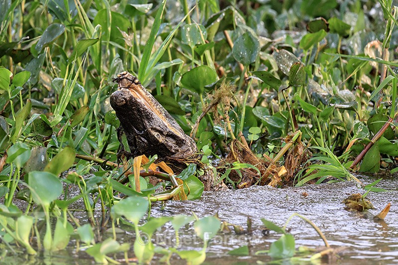 Yacare Caiman attacked by Jaguar Medrosa underwater, Pantanal, Brazil - REPTILES & AMPHIBIANS