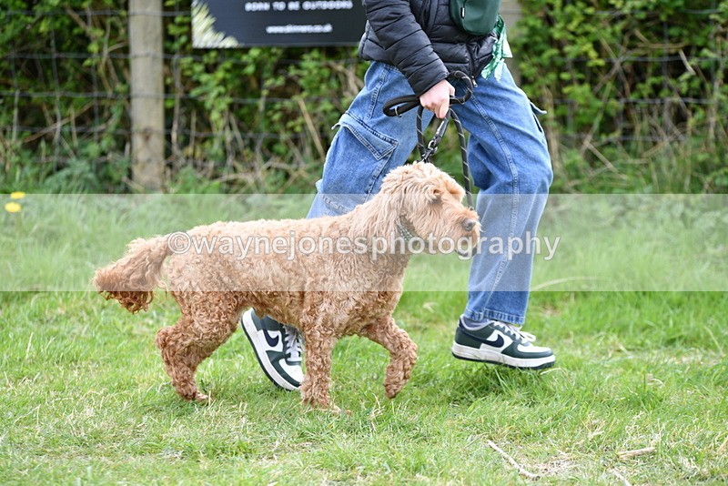 WJ5_9164 - Class 1 Best Cross Breed / Heniz 57