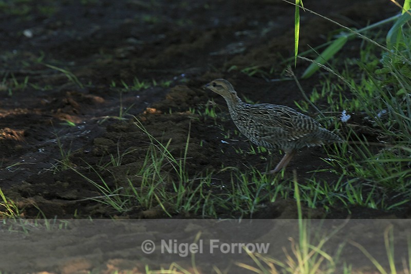 Black Francolin (female), Honomu, Hawaii - Black Francolin