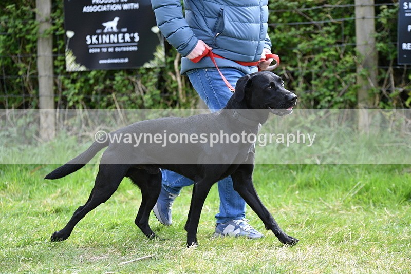 WJ5_9592 - Class 3 Most Handsome Dog