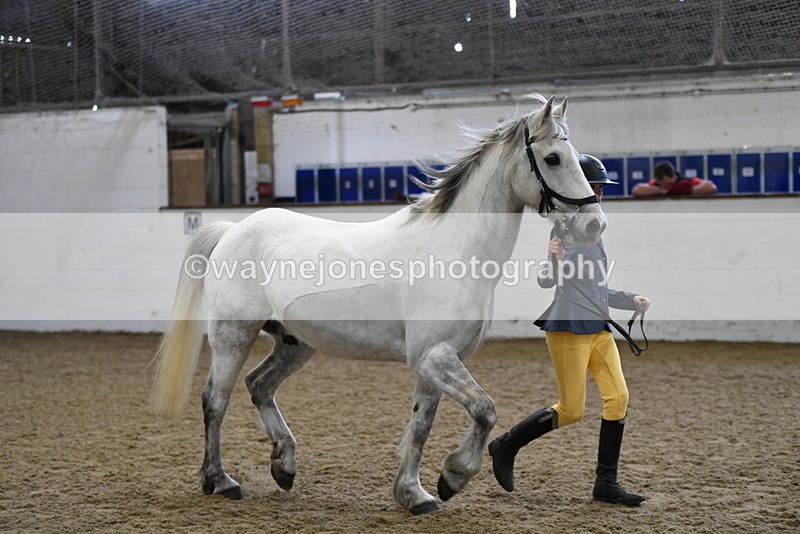 WJ5_4550 - Class 3 Part Bred In hand