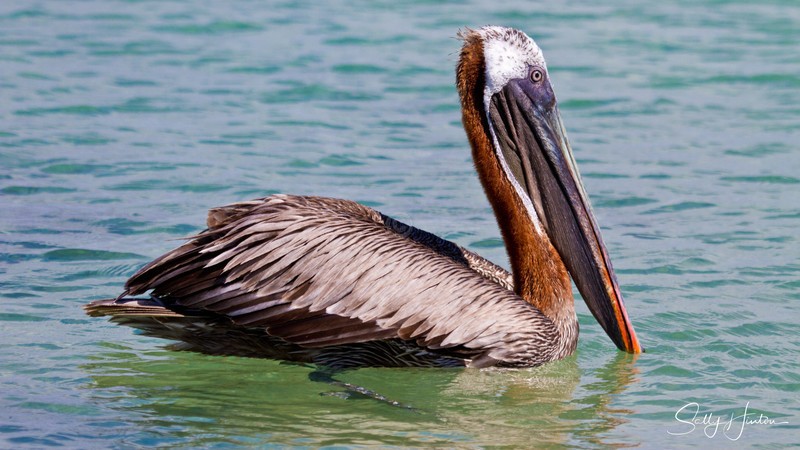 Galapagos Pelican 2