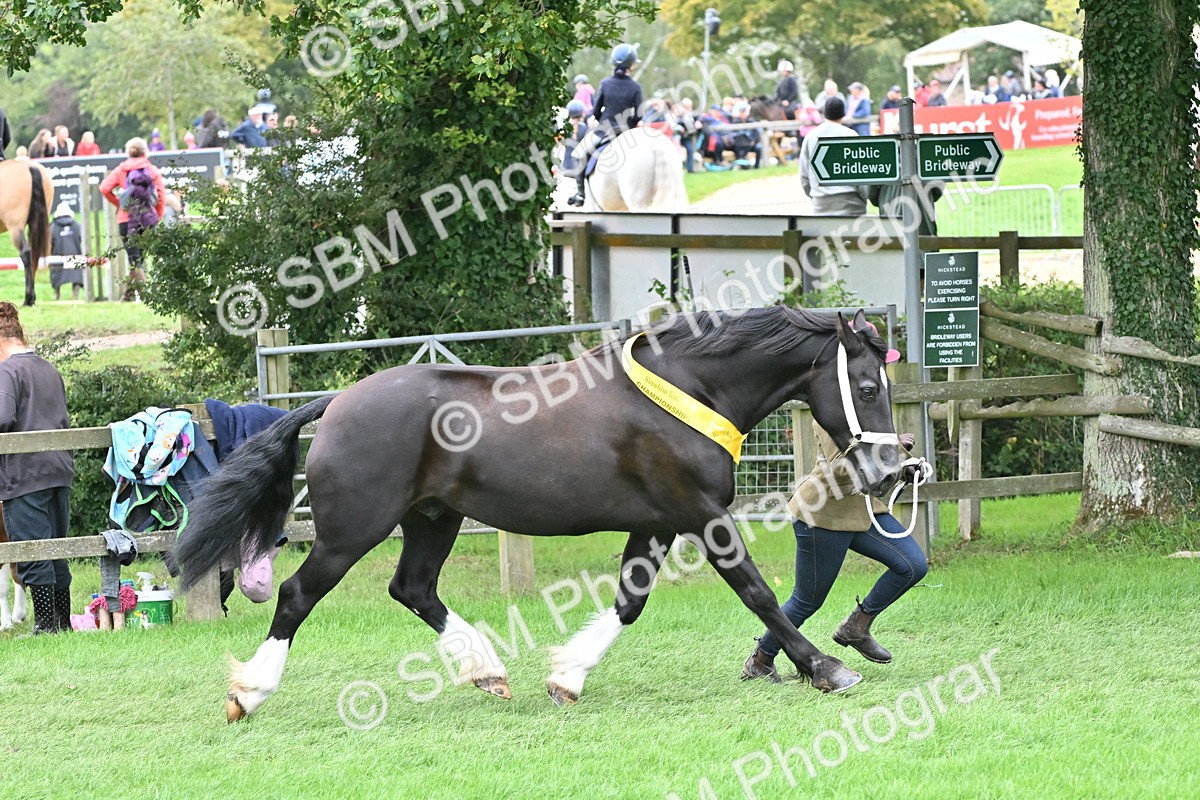SBM_65008 - In Hand Pony & Younstock Supreme Championship
