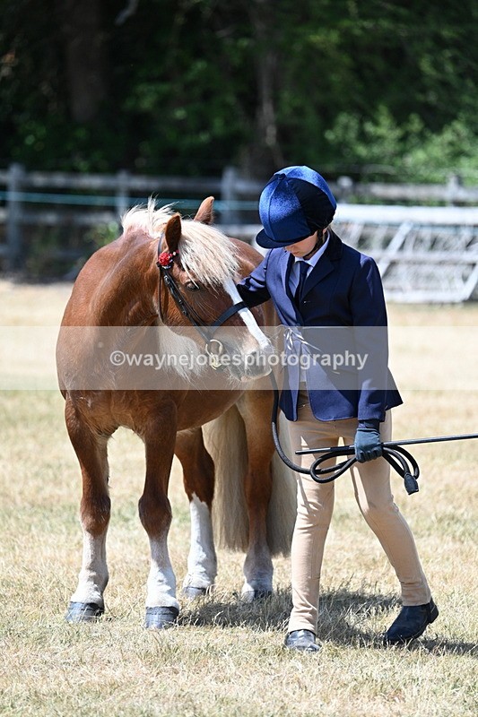 WJ7_2527 - Most Handsome Gelding Champs