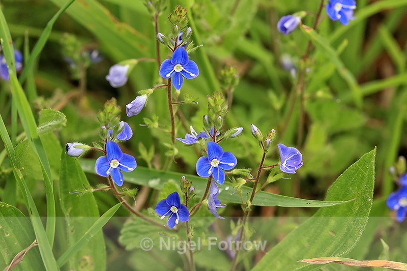 Germander Speedwell, South Fawley, Berkshire - PLANTS