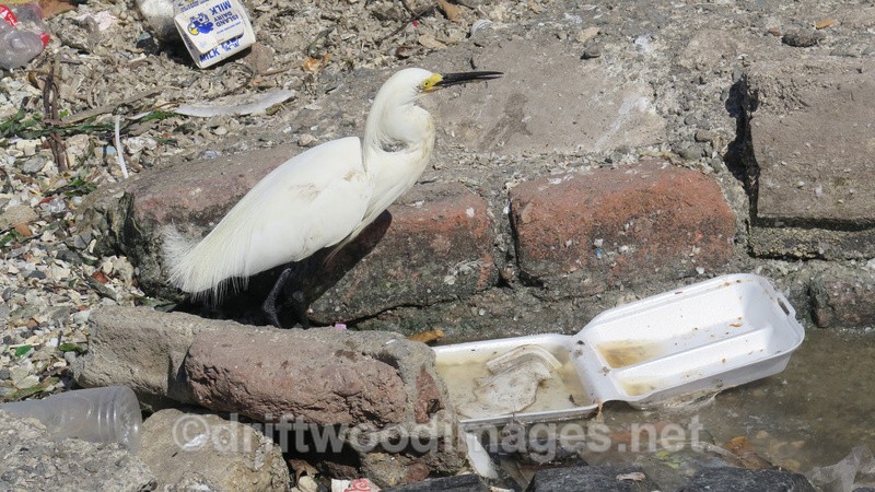 Egret - Port Royal Kingston Jamaica