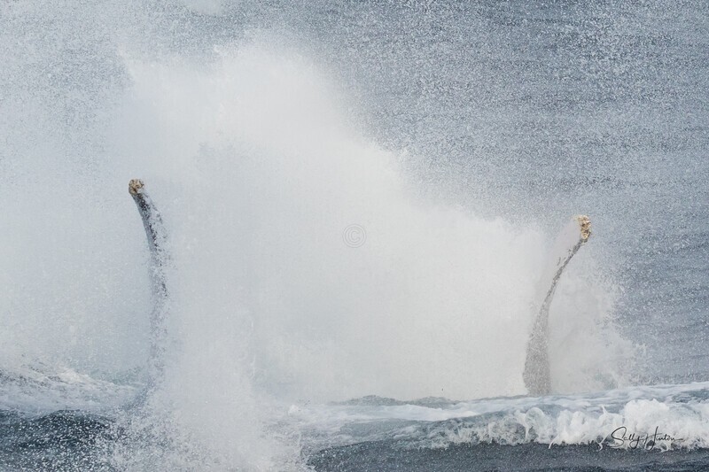 Is there a whale in there 0A3A0386 - Humpback Whales