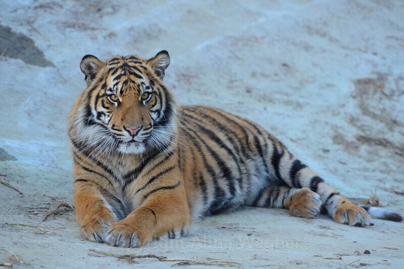 Tiger 1 - Big Cats