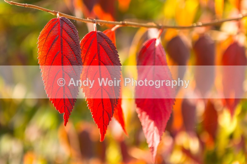 20161031-3K8A9024-2 - Trees & Shrubs