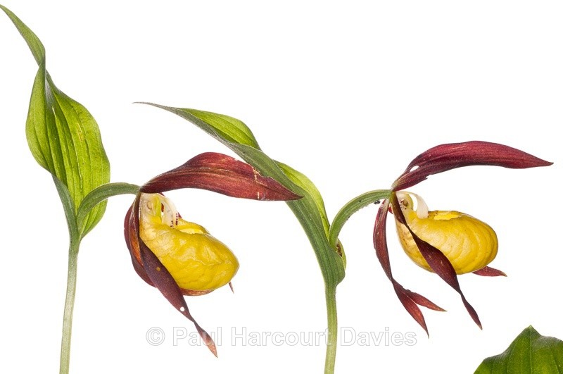 - WB: Orchids - Various