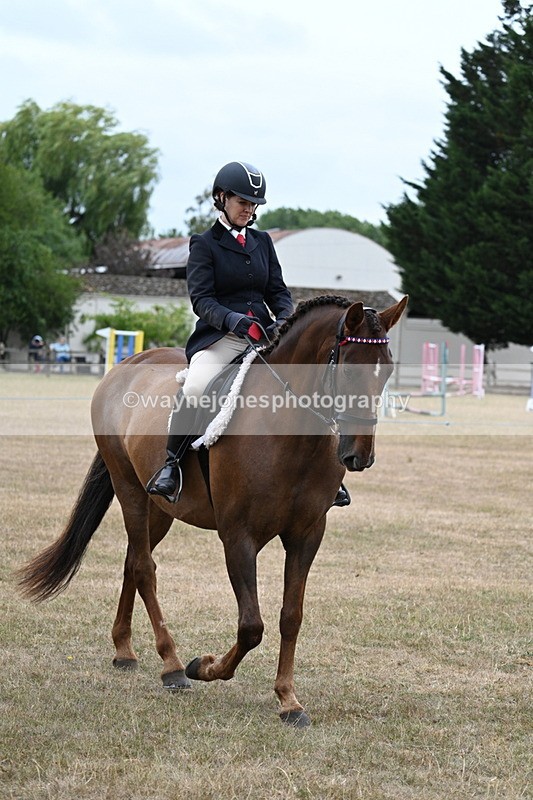 WJ7_0774 - Class 7 Riding Club Show Horse
