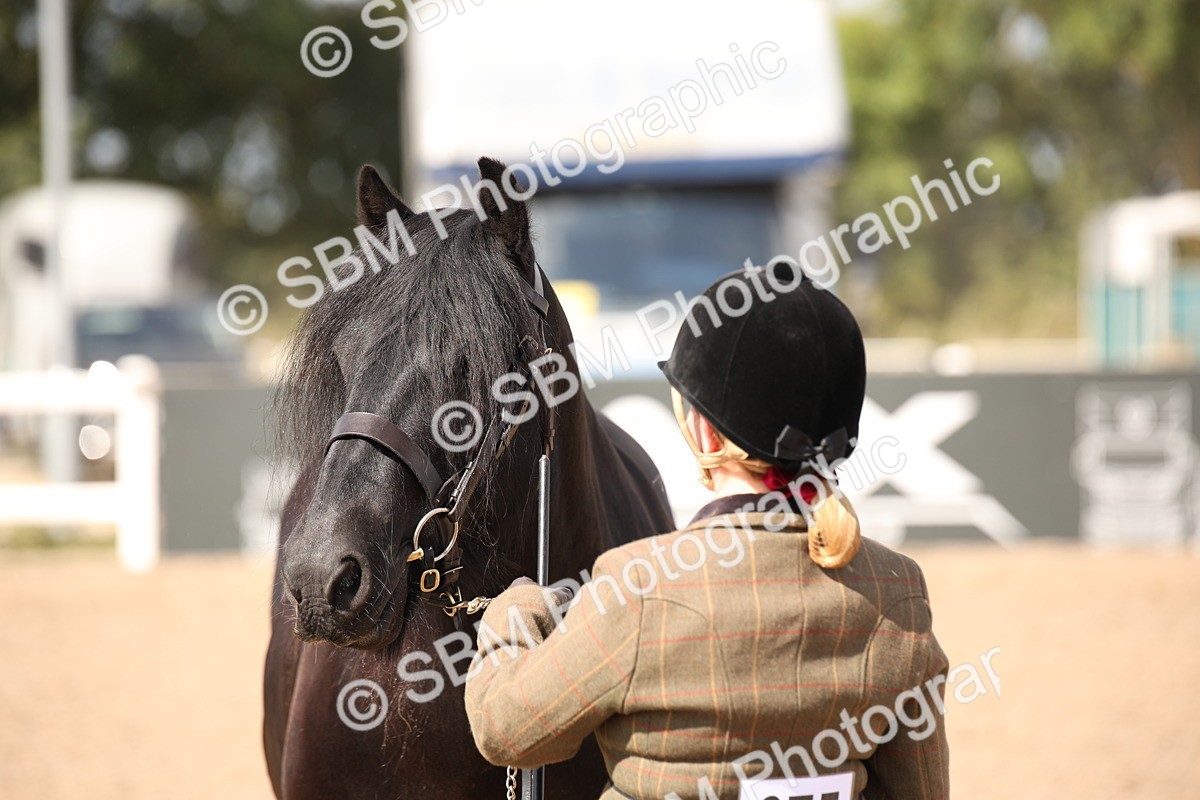 SBM_03407 - Class 18 Handsomest Gelding (IH or Ridden)