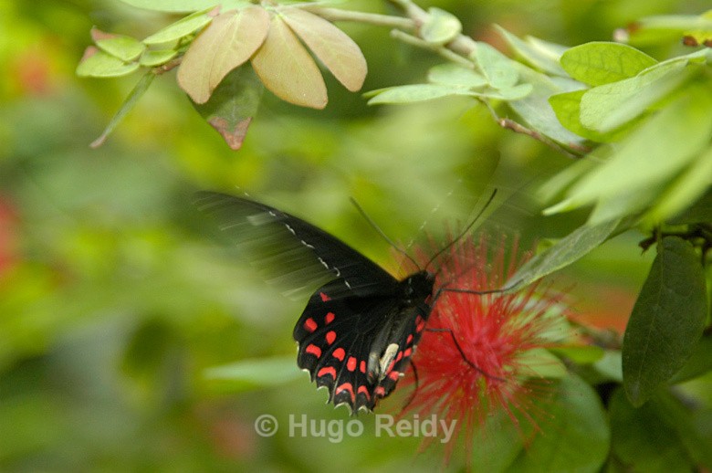  - Macro