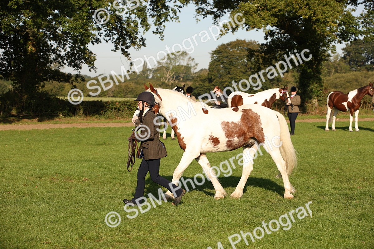 SBM_58737 - S51 - Piebald & Skewbald Horse In Hand