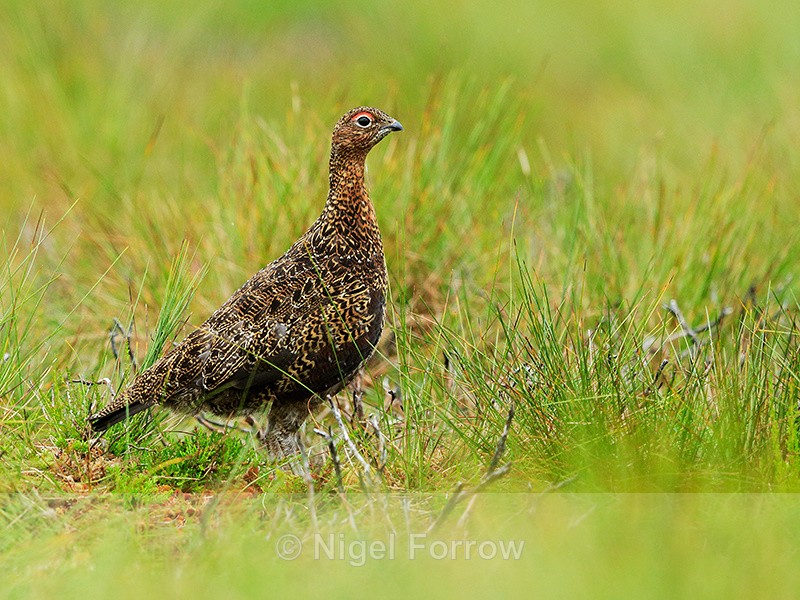 Red Grouse (male) standing still, Findhorn Valley, Scotland - Red Grouse