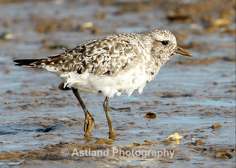 Astland Photography, Bird and Wildlife Images, Susan and Peter Wilson, U.K.