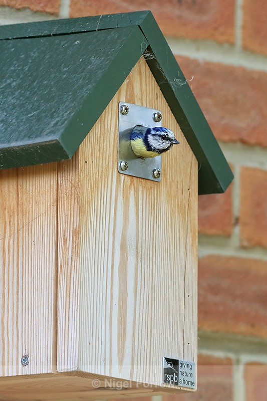 Blue Tit emerging from nestbox, Oxfordshire, UK - Blue Tit