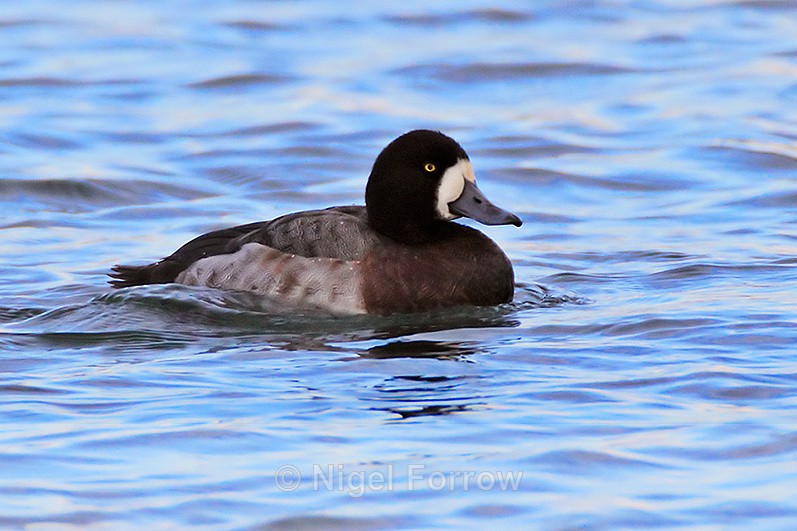 Scaup (adult female) at Farmoor Reservoir - Scaup