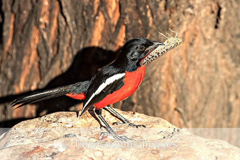 Crimson-breasted Shrike - The Hoanib