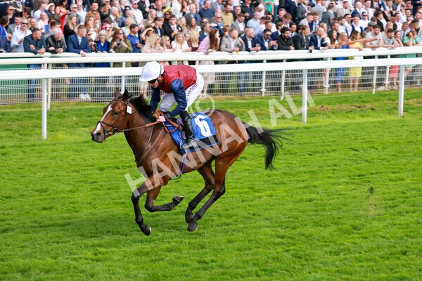 yr21052022r5-26 - Race 5: 4:07pm Phoebe Johnson Celebration EBF Restricted Novice Stakes
