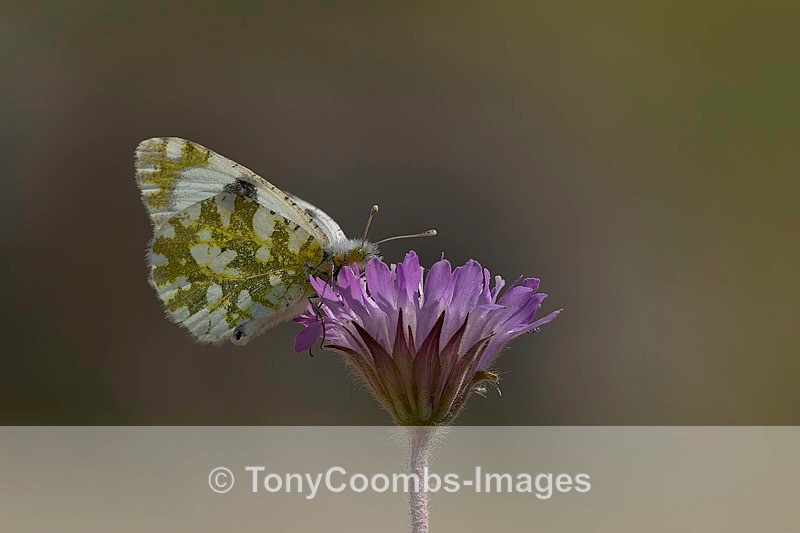 Orange Tip - Lesvos ~ Various Other