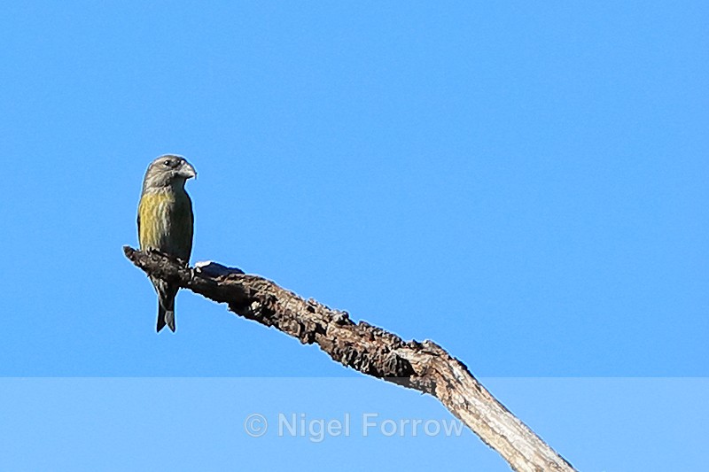 Red Crossbill (female), Lang Biang mountain, Vietnam - Red Crossbill