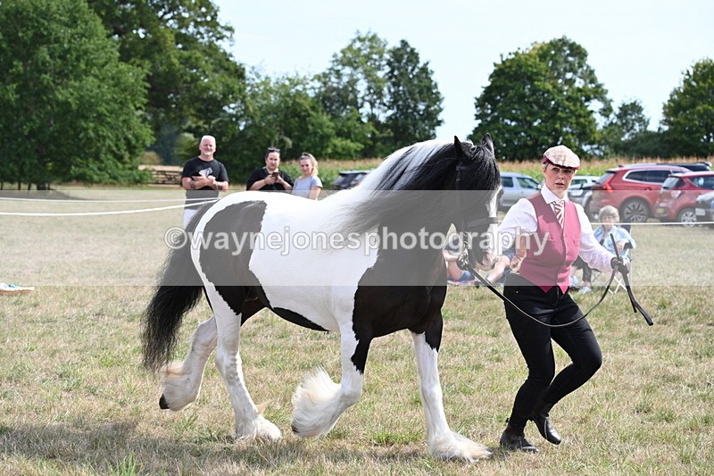 WJ6_6598 - Class 20 In-hand Cob