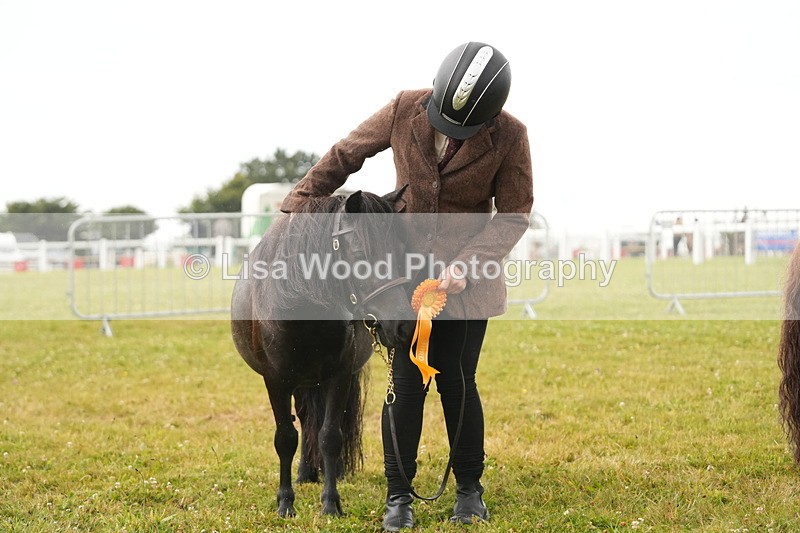 DSC04651 - Class 46: NPS Shetland Youngstock