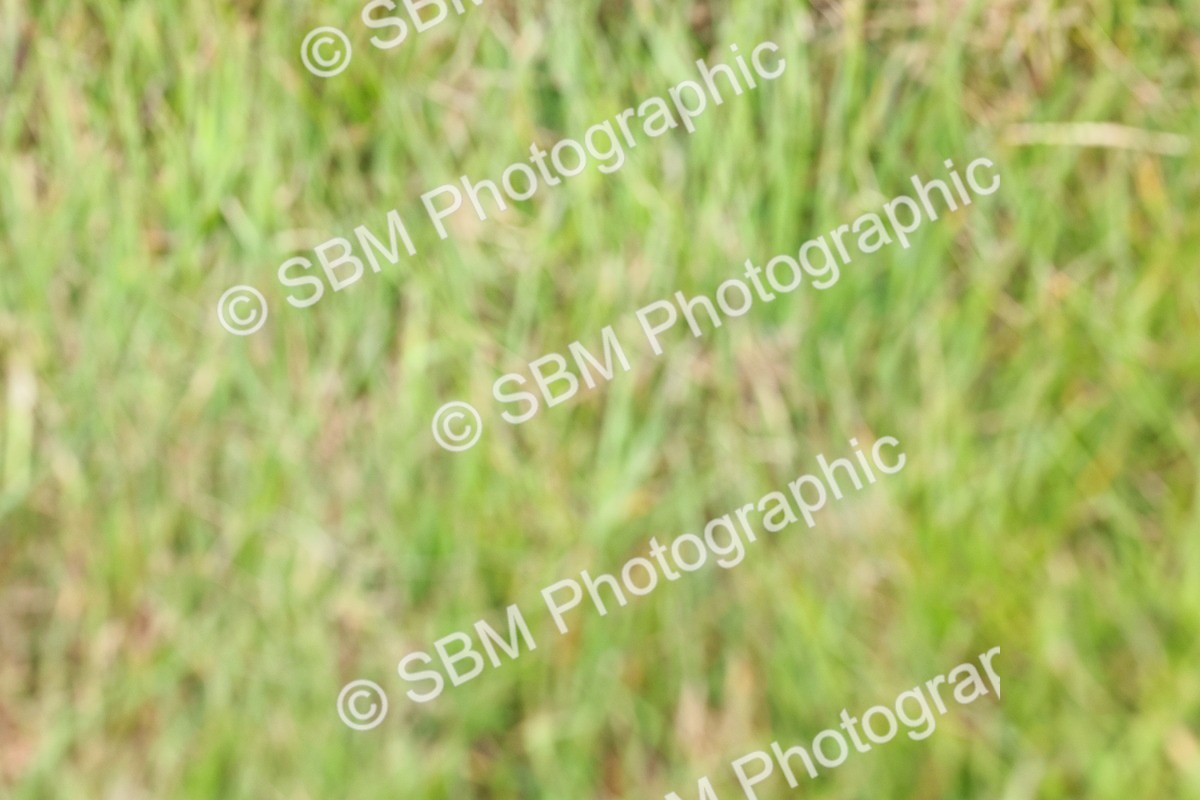 SBM_08413 - Class 42-43 - LIHS BSPS Heritage Working Sports Pony