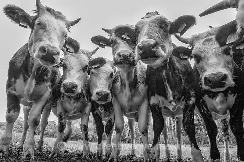 No.0031. Girl Power - Animal world