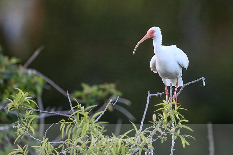White Ibis at Venice Rookery, Florida - White Ibis