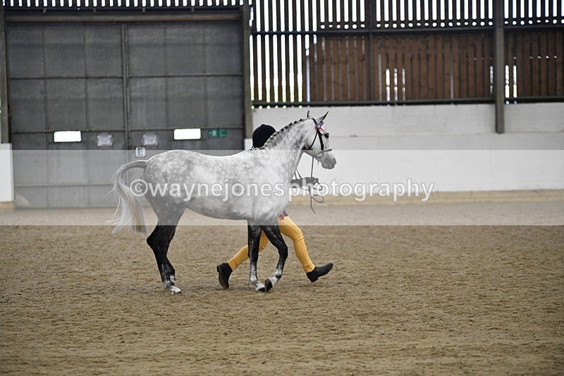 WJ5_5748 - Morning in hand Championship