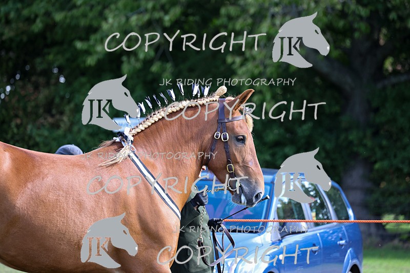 APP_3158 - Class 3 Youngstock