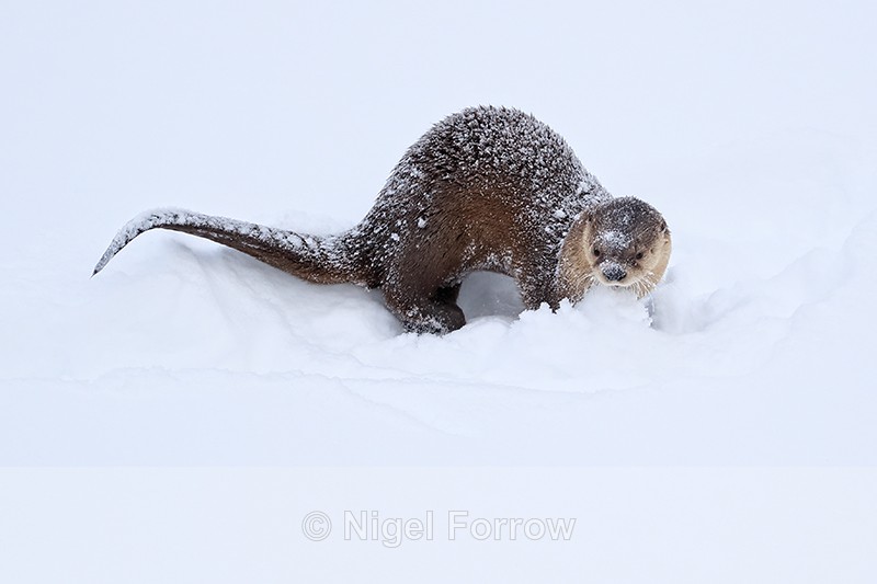 River Otter playing in snow, Yellow National Park, Wyoming - Otter