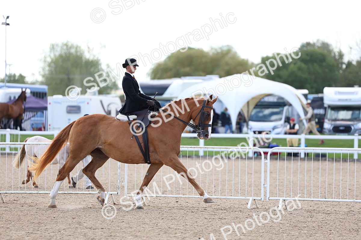 SBM_11221 - Class 306 - Ridden Foreign Breeds - Part Bred