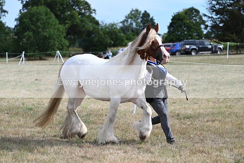 WJ7_8165 - In-hand Championship