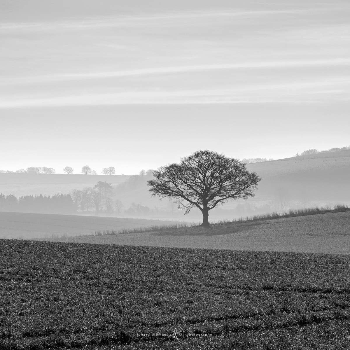 Hazy day on the Downs - Mono Mist Trees