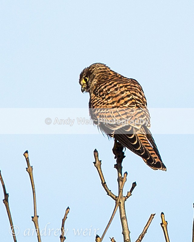 20131130-3K8A7994 - Raptors