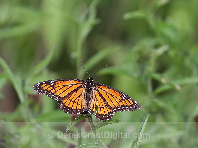 Limenitis archippus