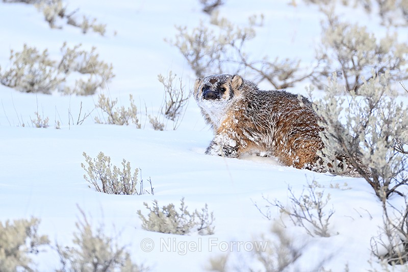 American Badger, Lamar Valley, Yellowstone National Park - Badger