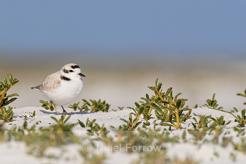 Snowy Plover, Fort De Soto Park, Florida - Snowy Plover
