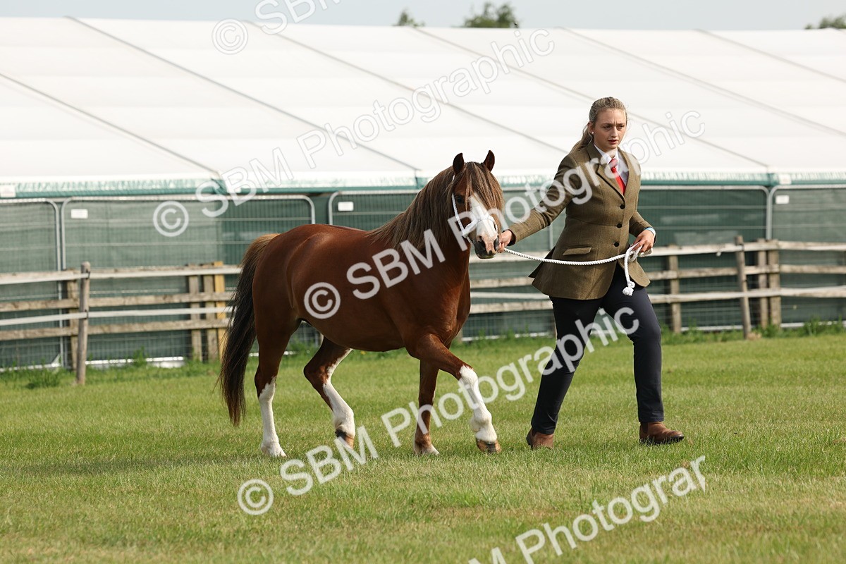 SBM_00534 - Class 6-13 - Mountatin and Moorland In Hand Welsh Breeds