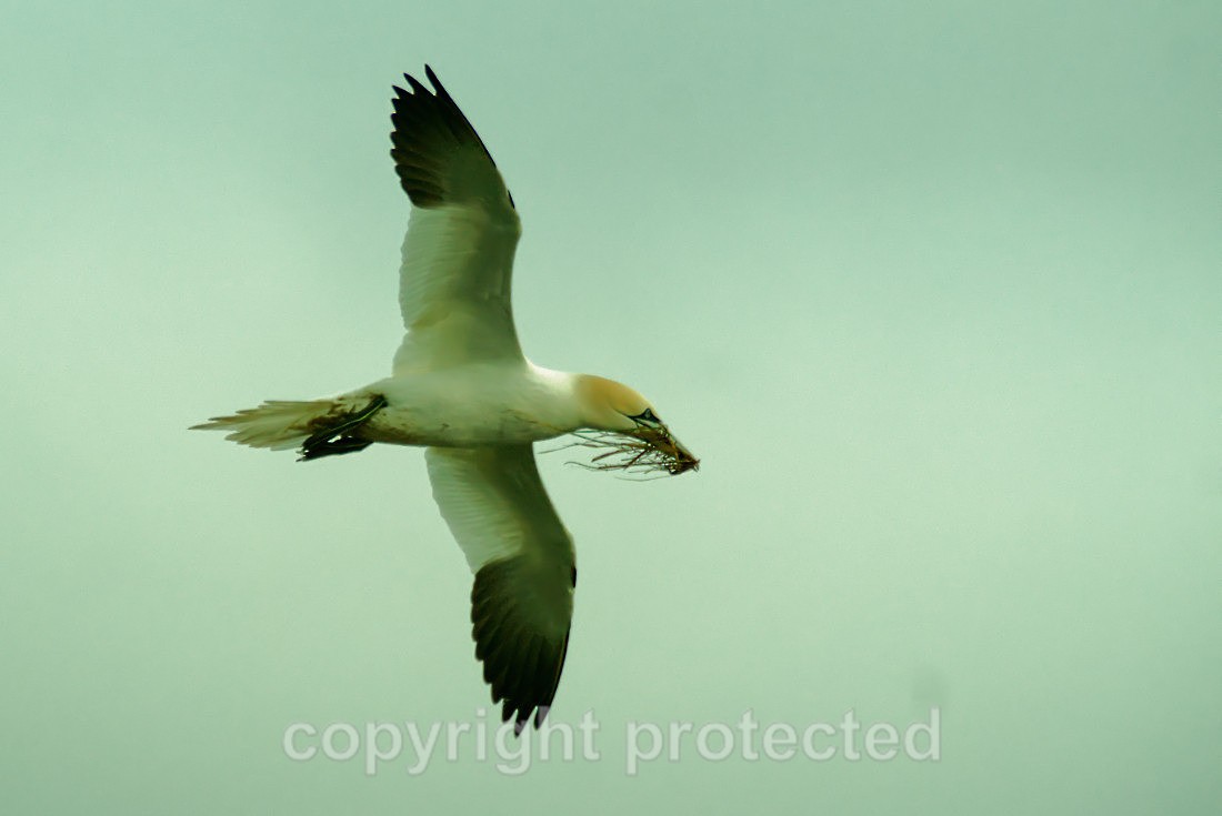 Gannet - RSPB Bempton Cliffs - Yorkshire - Birds
