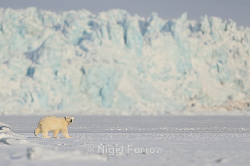Polar Bear cub in front of glacier face, Svalbard, Norway - Polar Bear